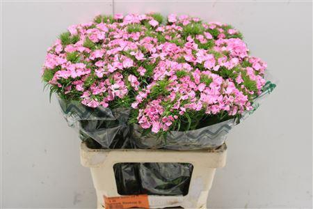 <h4>Di Barb Aldo Rose</h4>