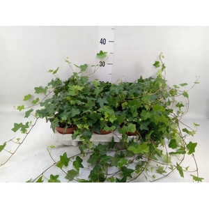 Hedera helix 'Pittsburgh'