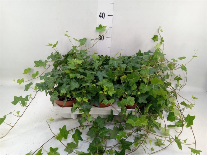 <h4>Hedera helix 'Pittsburgh'</h4>