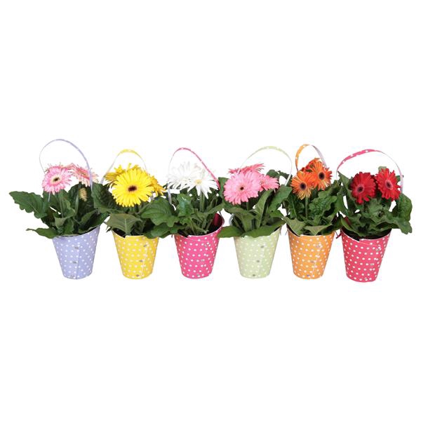<h4>Gerbera belicht 2+bl 12cm in draagtas dots diverse kleuren</h4>