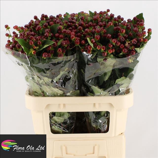 <h4>Hypericum Magical Seasons</h4>