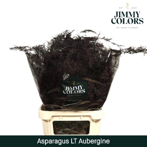 Aspa Lang Getopt Aubergine