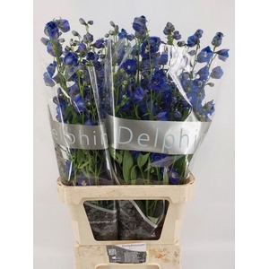 Delph Du Delp Bl Eme