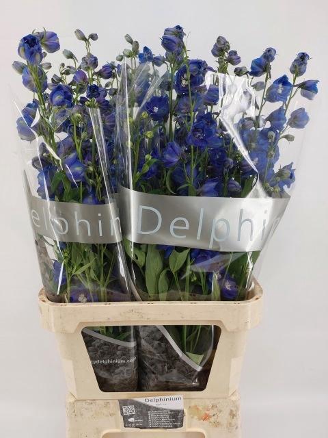 <h4>Delph Du Delp Bl Eme</h4>