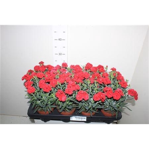 Dian Osc Cherry