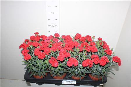 <h4>Dian Osc Cherry</h4>