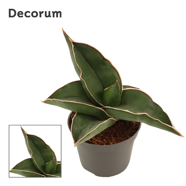 <h4>Sansevieria Samurai 6 cm (Decorum)</h4>