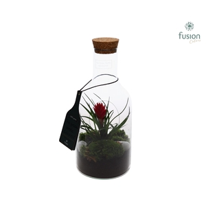 Green Bottle Fles Small met Tillandsia