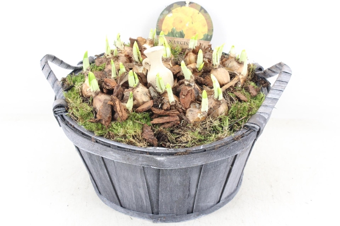 <h4>arr4 Narcis PL - Hout ton grijs XL</h4>