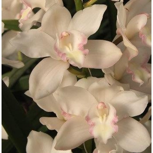 Cymbidium 8/11 White Bl pst