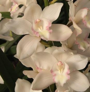Cymbidium 8/11 White Bl pst