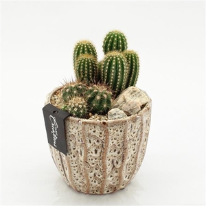 Arrangementen Cactus H%
