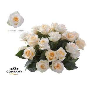 Rosa Ec Creme de la Creme