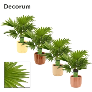 Livistona Rotundifolia 12 cm in Liam (Coffee blend-collection)