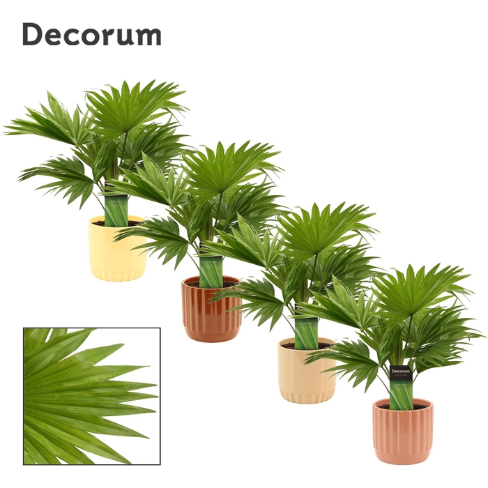<h4>Livistona Rotundifolia 12 cm in Liam (Coffee blend-collection)</h4>