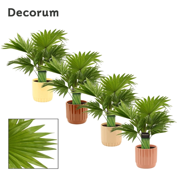 <h4>Livistona Rotundifolia 12 cm in Liam (Coffee blend-collection)</h4>
