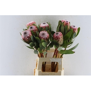 PROTEA SUSARA