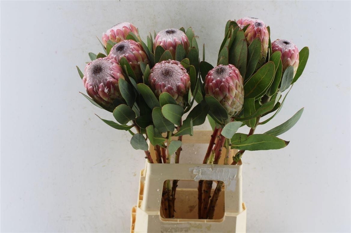 <h4>PROTEA SUSARA</h4>