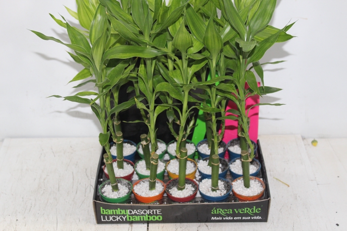 <h4>DRACENA LUCKY BAMBOO P06</h4>