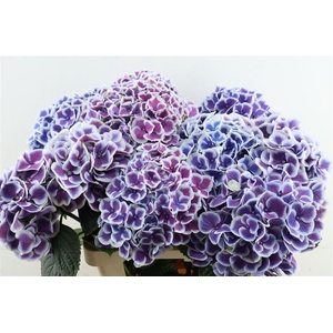 Hydr M Beau Dali Purple 60-20