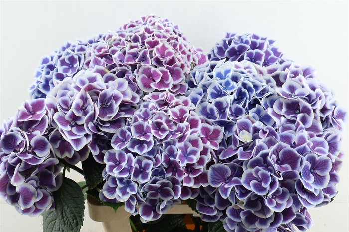 <h4>Hydr M Beau Dali Purple 60-20</h4>