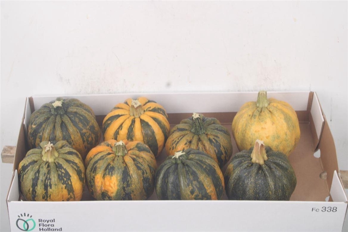 <h4>Cuc P Kamo Kamo X8</h4>