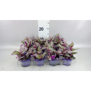 Tradescantia cerinth. 'Nanouk'