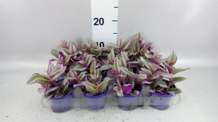 <h4>Tradescantia cerinth. 'Nanouk'</h4>