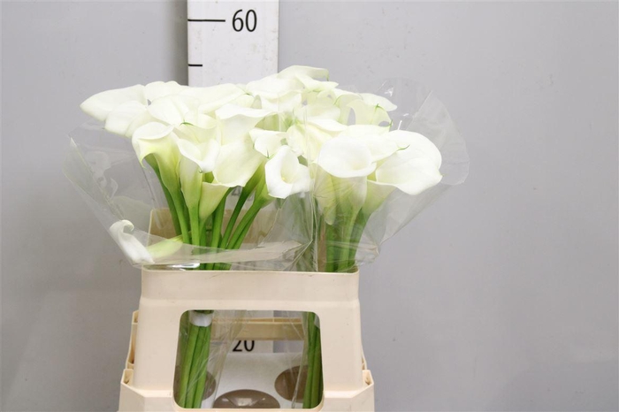 <h4>Zant White Art</h4>