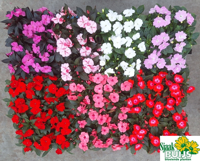 <h4>IMPAT NG GEM 6 KL</h4>