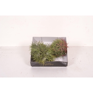 Tillandsia Magic Ball (XL)