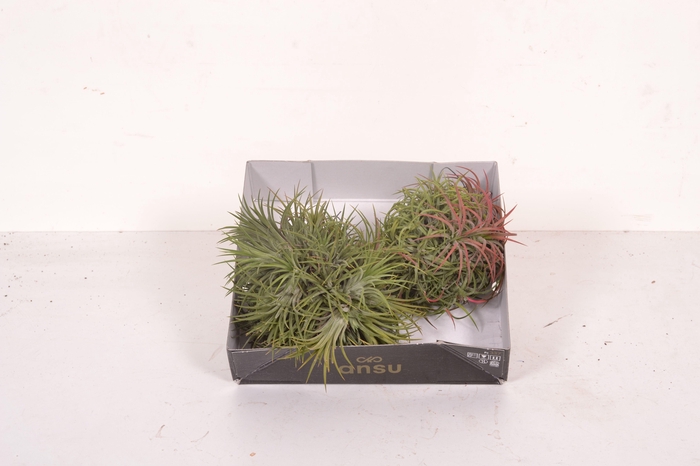 <h4>Tillandsia Magic Ball (XL)</h4>