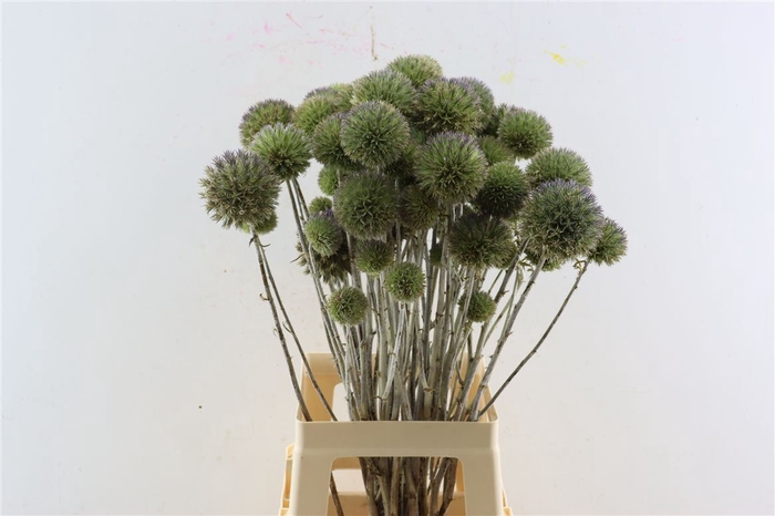 <h4>Eryngium Spray 70cm Per Tak</h4>