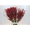 Bromelia Red Paloma