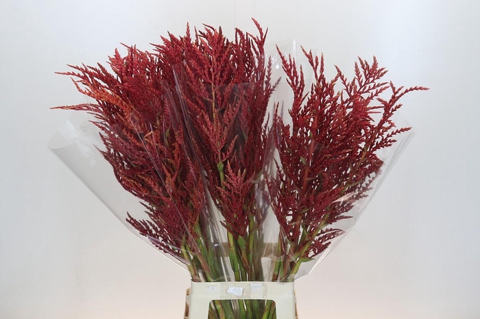 <h4>Bromelia Red Paloma</h4>