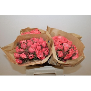 Anem Marianne Powder Coral