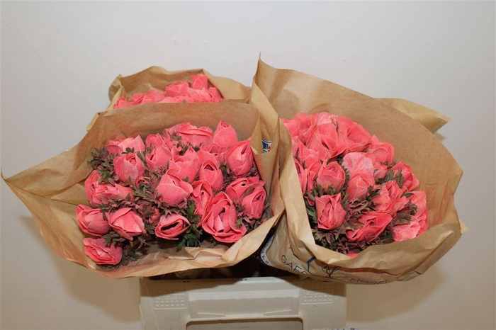 <h4>Anem Marianne Powder Coral</h4>