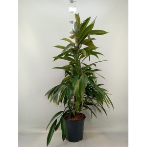 Ficus binn. 'Amstel King'