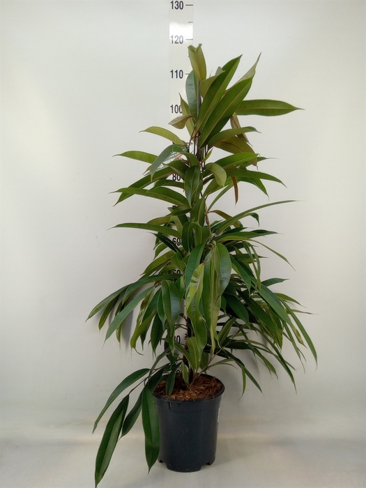 <h4>Ficus binn. 'Amstel King'</h4>