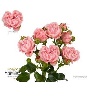 Rosa Spray Pink Flow