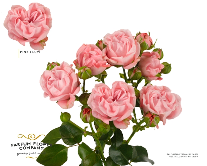 <h4>Rosa Spray Pink Flow</h4>