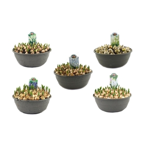 Muscari 27cm schaal, mix per laag