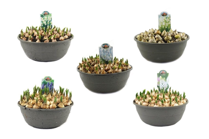 <h4>Muscari 27cm schaal, mix per laag</h4>
