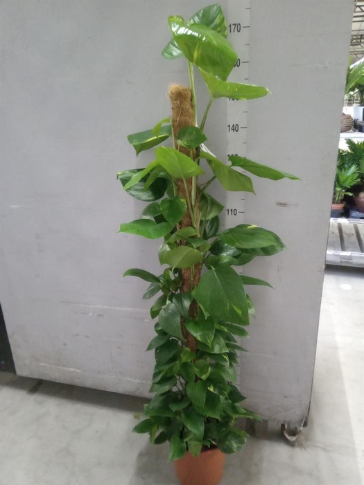 <h4>Epipremnum pinn.   ...moss stick</h4>