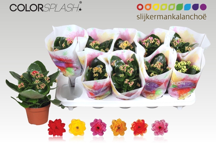 <h4>KAL GE GEM 6 KL</h4>