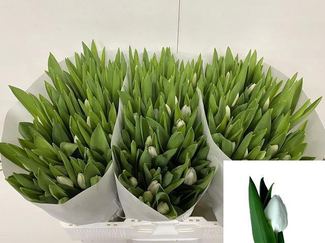 <h4>TU EN ROYAL VIRGIN</h4>