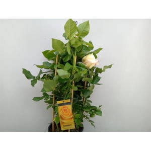 Rosa FL 'Summer Select'