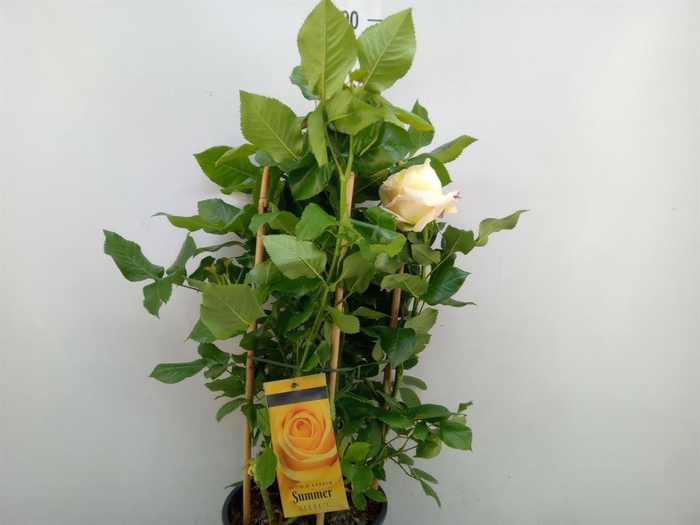 <h4>Rosa FL 'Summer Select'</h4>