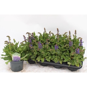 SALVIA S APRIL NIGHT