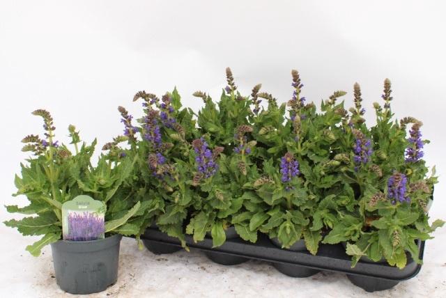 <h4>SALVIA S APRIL NIGHT</h4>